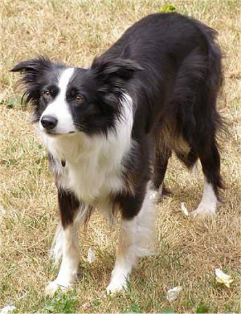 border collie